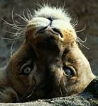 pic for Funny Lion